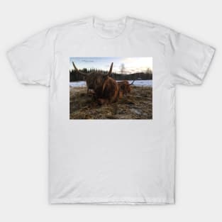 Scottish Highland Cattle Cows 2239 T-Shirt